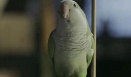 小鹦鹉视频,萌宠互动，欢乐无限